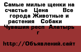 Самые милые щенки на счастье › Цена ­ 1 - Все города Животные и растения » Собаки   . Чувашия респ.,Алатырь г.